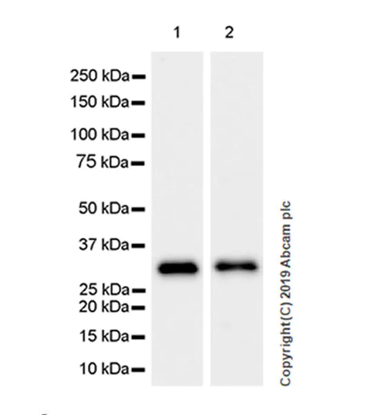 Western blot - Anti-GC1q R antibody [EPR23238-107] (AB270032)