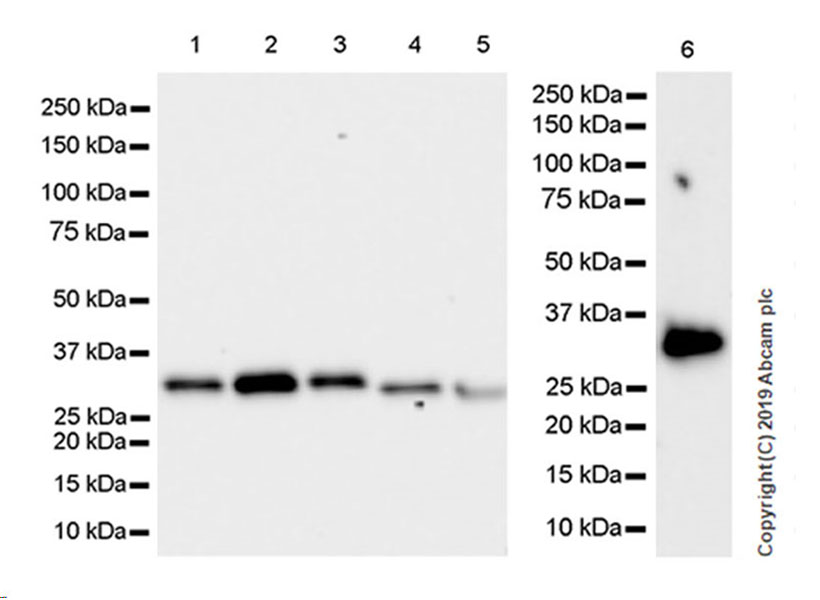 Western blot - Anti-GC1q R antibody [EPR23238-107] (AB270032), expandable thumbnail