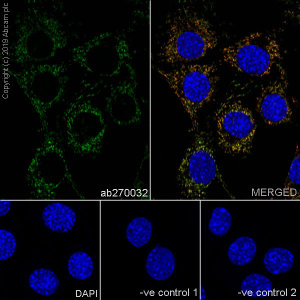 Immunocytochemistry/ Immunofluorescence - Anti-GC1q R antibody [EPR23238-107] - BSA and Azide free (AB270038), expandable thumbnail