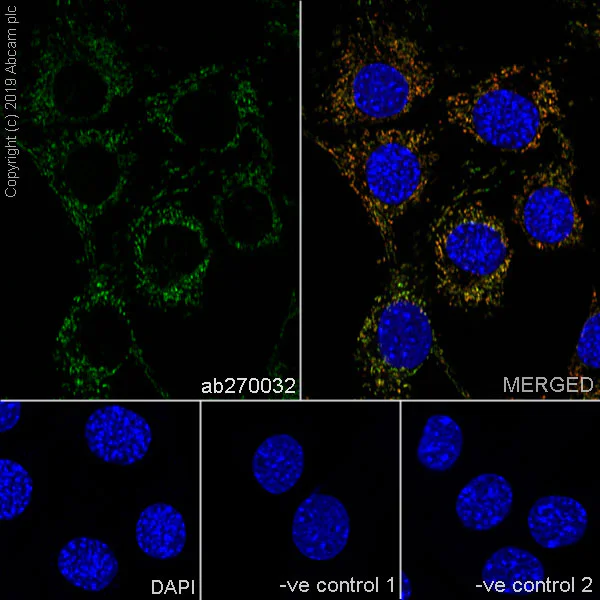 Immunocytochemistry/ Immunofluorescence - Anti-GC1q R antibody [EPR23238-107] - BSA and Azide free (AB270038)