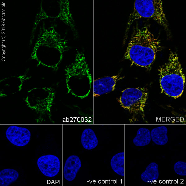 Immunocytochemistry/ Immunofluorescence - Anti-GC1q R antibody [EPR23238-107] - BSA and Azide free (AB270038), expandable thumbnail