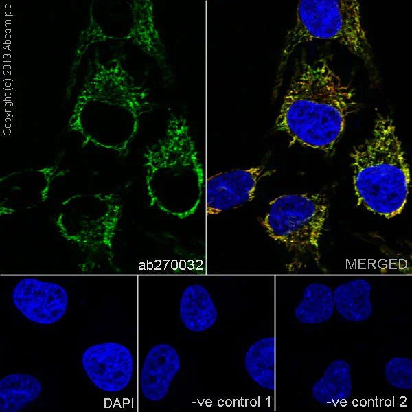 Immunocytochemistry/ Immunofluorescence - Anti-GC1q R antibody [EPR23238-107] - BSA and Azide free (AB270038)