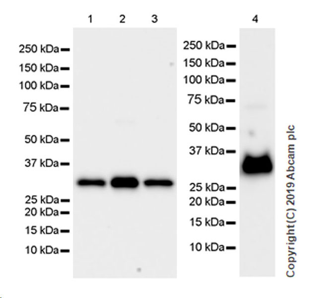 Western blot - Anti-GC1q R antibody [EPR23238-6] (AB270033), expandable thumbnail