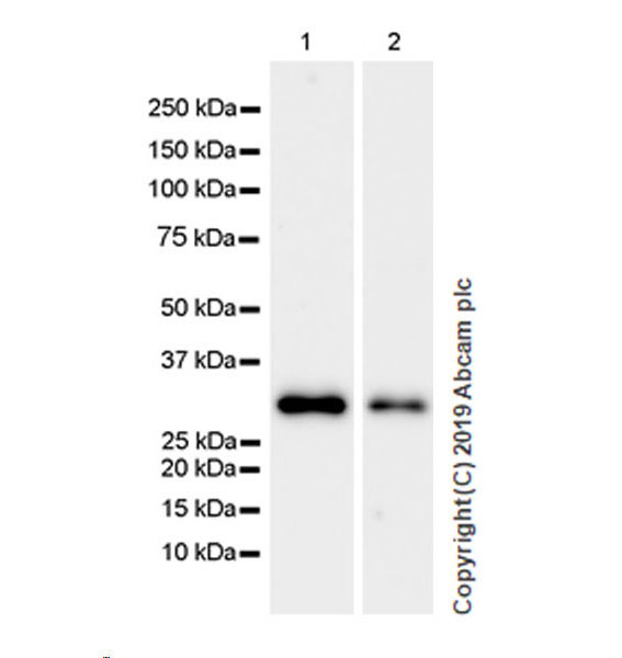 Western blot - Anti-GC1q R antibody [EPR23238-6] (AB270033), expandable thumbnail