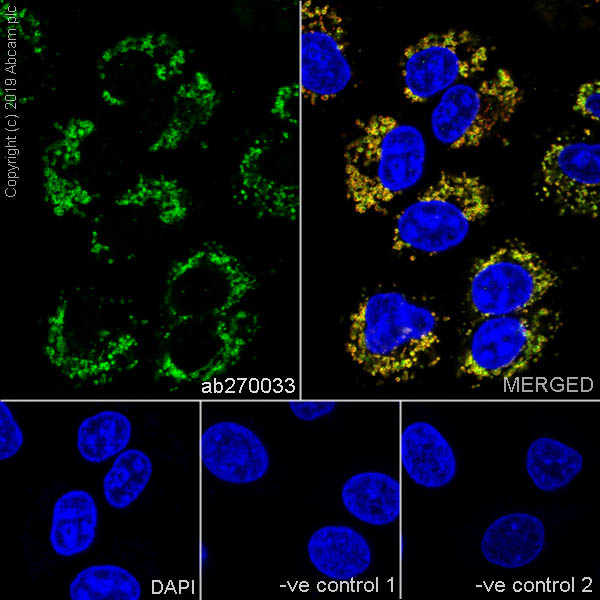 Immunocytochemistry/ Immunofluorescence - Anti-GC1q R antibody [EPR23238-6] - BSA and Azide free (AB270039), expandable thumbnail