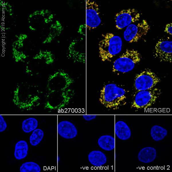 Immunocytochemistry/ Immunofluorescence - Anti-GC1q R antibody [EPR23238-6] - BSA and Azide free (AB270039)