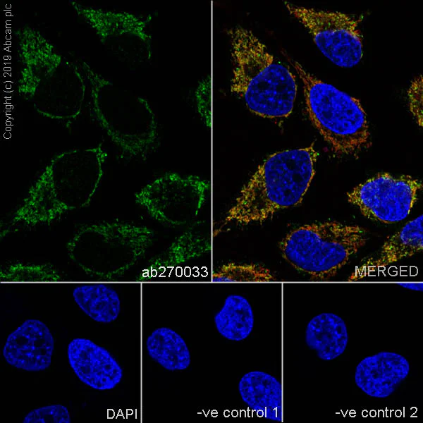 Immunocytochemistry/ Immunofluorescence - Anti-GC1q R antibody [EPR23238-6] - BSA and Azide free (AB270039)