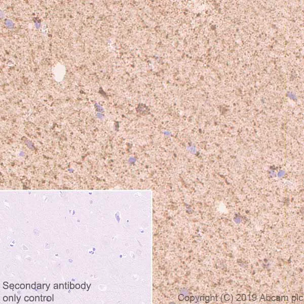 Immunohistochemistry (Formalin/PFA-fixed paraffin-embedded sections) - Anti-GC1q R antibody [EPR23238-6] - BSA and Azide free (AB270039)
