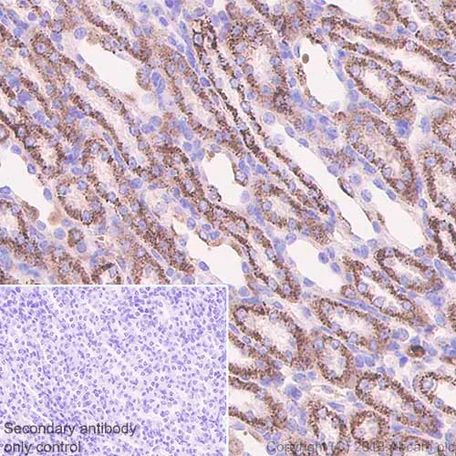 Immunohistochemistry (Formalin/PFA-fixed paraffin-embedded sections) - Anti-GC1q R antibody [EPR8871] (AB131284)