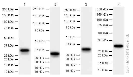 Western blot - Anti-GC1q R antibody [EPR8871] (AB131284)