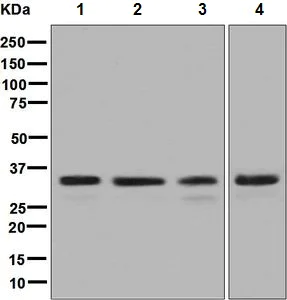 Western blot - Anti-GC1q R antibody [EPR8871] (AB131284)