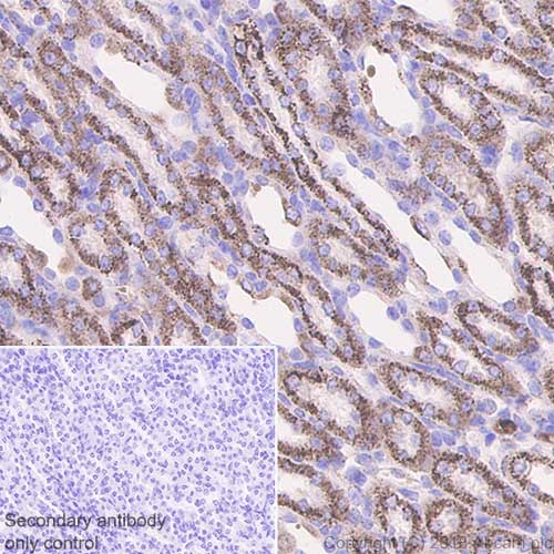 Immunohistochemistry (Formalin/PFA-fixed paraffin-embedded sections) - Anti-GC1q R antibody [EPR8871] - BSA and Azide free (AB238965), expandable thumbnail