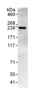 Immunoprecipitation - Anti-GCC185 antibody (AB128173)