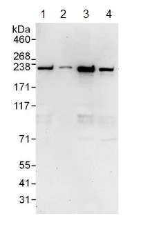 Western blot - Anti-GCC185 antibody (AB128173)