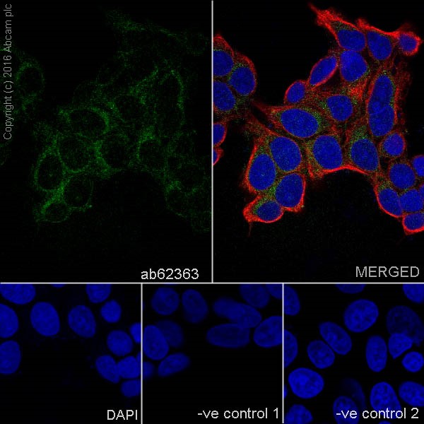 Immunocytochemistry/ Immunofluorescence - Anti-GCDFP 15 antibody [EP1582Y] - BSA and Azide free (AB235998), expandable thumbnail