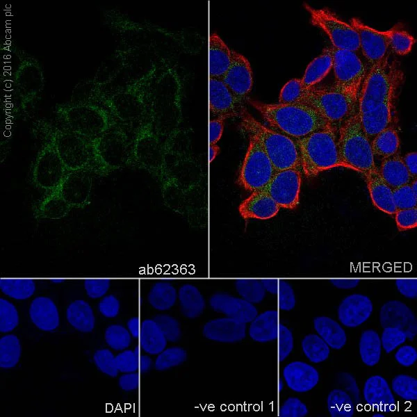 Immunocytochemistry/ Immunofluorescence - Anti-GCDFP 15 antibody [EP1582Y] - BSA and Azide free (AB235998)