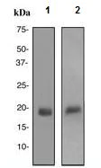 Western blot - Anti-GCDFP 15 antibody [EP1583(2)] - BSA and Azide free (AB248437)