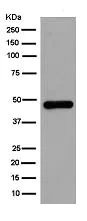 Western blot - Anti-GCDH/GCD antibody [EPR14864(B)] - BSA and Azide free (AB250594)