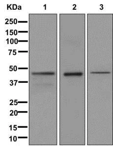 Western blot - Anti-GCET1 antibody [EPR12224] - BSA and Azide free (AB250117)