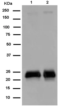 Western blot - Anti-GCET2 antibody [EPR14333-60] - BSA and Azide free (AB250830)