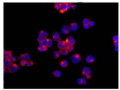 Immunocytochemistry/ Immunofluorescence - Anti-GCET2 antibody [EPR14333] (AB185231)