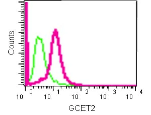 Flow Cytometry (Intracellular) - Anti-GCET2 antibody [EPR14333] - BSA and Azide free (AB250826)