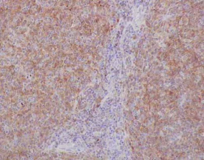 Immunohistochemistry (Formalin/PFA-fixed paraffin-embedded sections) - Anti-GCET2 antibody [EPR14333] - BSA and Azide free (AB250826)