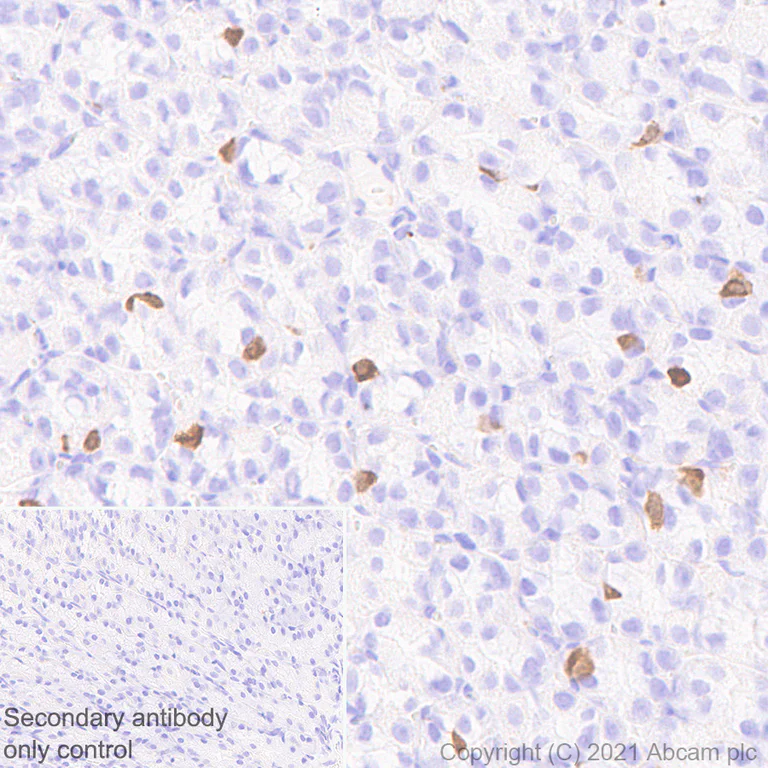 Immunohistochemistry (Formalin/PFA-fixed paraffin-embedded sections) - Anti-GCH1 antibody [EPR24155-33] (AB259882)