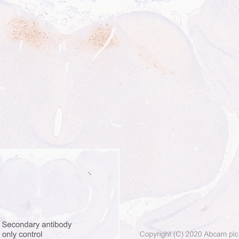 Immunohistochemistry (Formalin/PFA-fixed paraffin-embedded sections) - Anti-GCH1 antibody [EPR24155-33] (AB259882)
