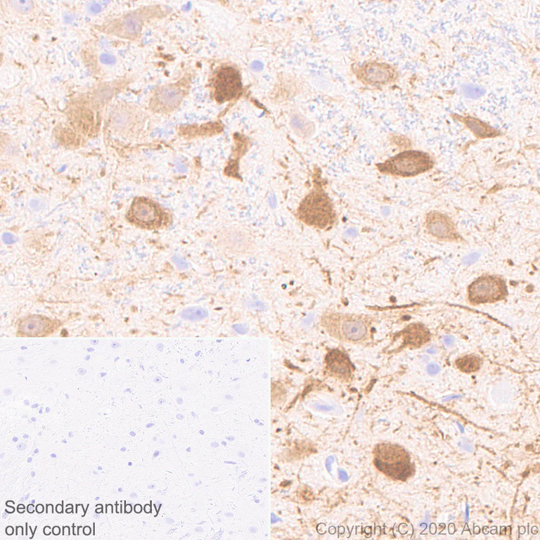 Immunohistochemistry (Formalin/PFA-fixed paraffin-embedded sections) - Anti-GCH1 antibody [EPR24155-33] (AB259882)