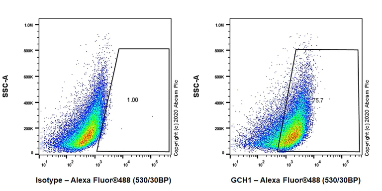 Flow Cytometry (Intracellular) - Anti-GCH1 antibody [EPR24155-33] - BSA and Azide free (AB280368)