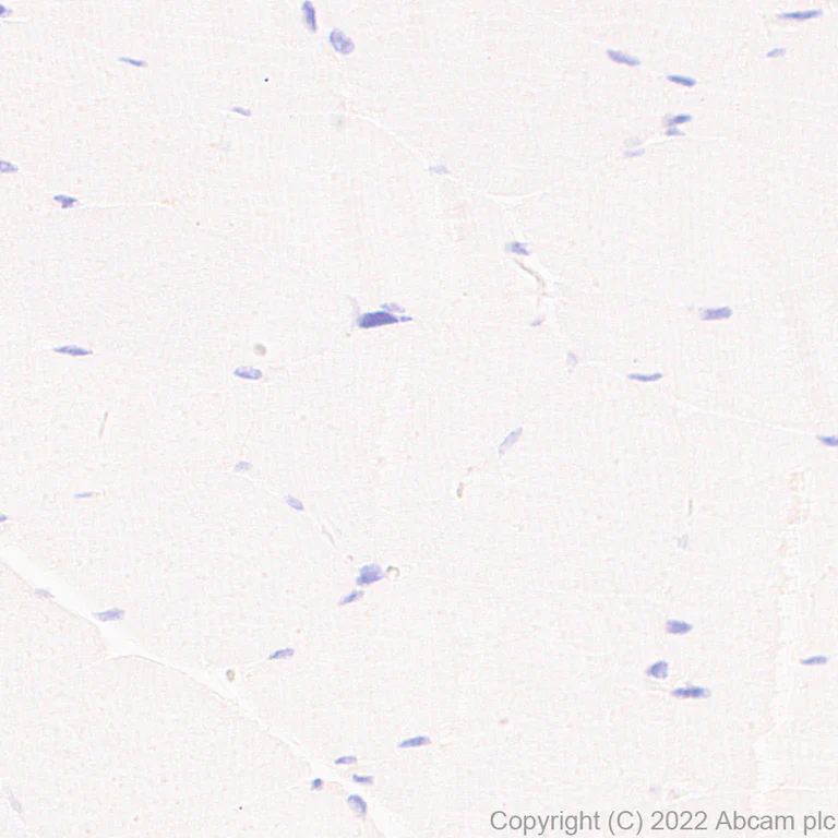 Immunohistochemistry (Formalin/PFA-fixed paraffin-embedded sections) - Anti-GCH1 antibody [EPR27331-30] (AB307507)