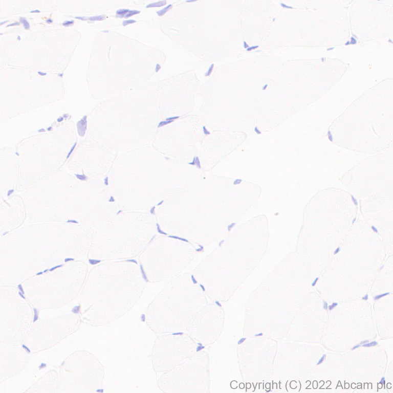 Immunohistochemistry (Formalin/PFA-fixed paraffin-embedded sections) - Anti-GCH1 antibody [EPR27331-30] (AB307507)