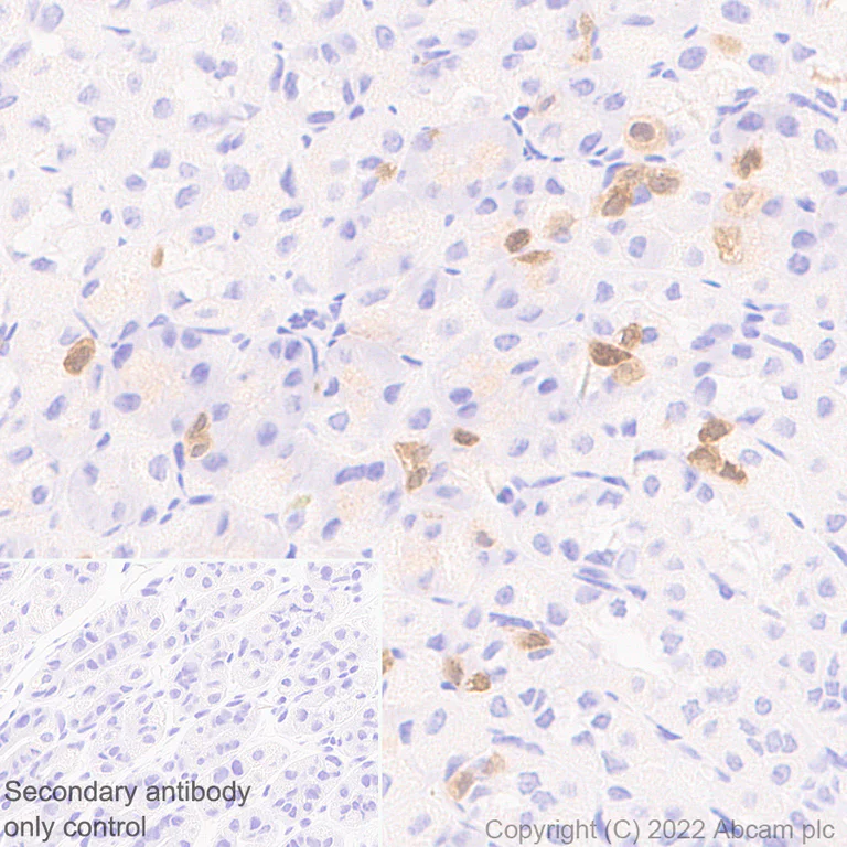 Immunohistochemistry (Formalin/PFA-fixed paraffin-embedded sections) - Anti-GCH1 antibody [EPR27331-30] (AB307507)