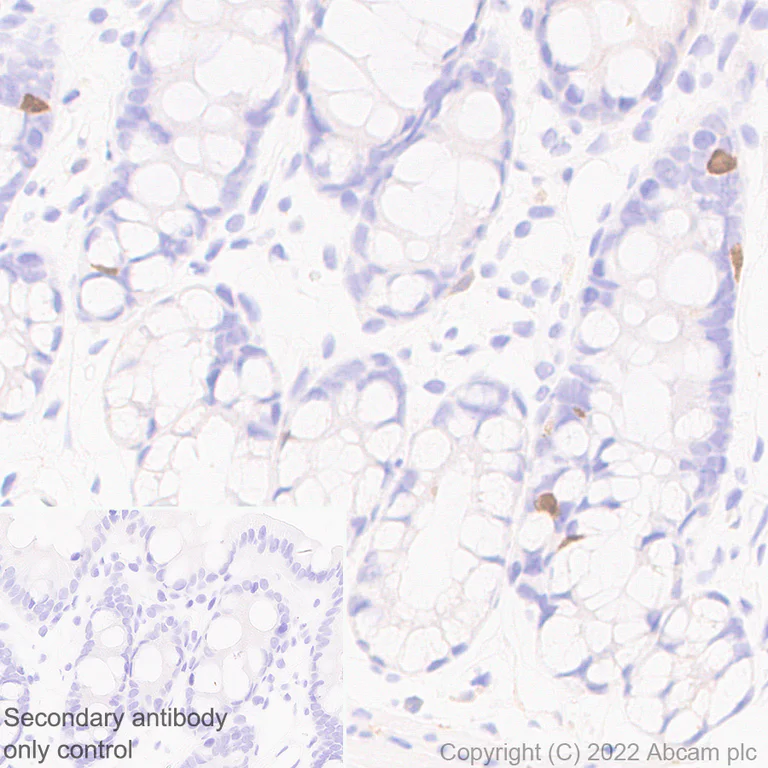 Immunohistochemistry (Formalin/PFA-fixed paraffin-embedded sections) - Anti-GCH1 antibody [EPR27331-30] (AB307507)