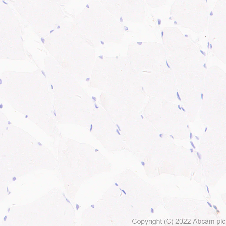 Immunohistochemistry (Formalin/PFA-fixed paraffin-embedded sections) - Anti-GCH1 antibody [EPR27331-30] (AB307507)
