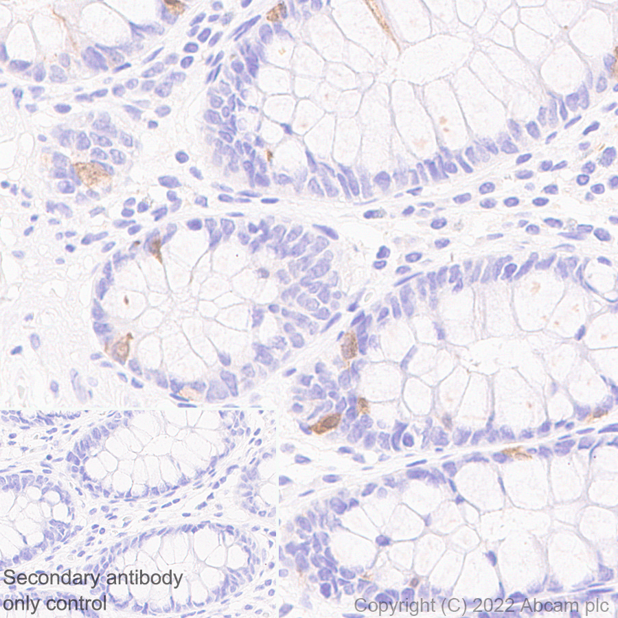 Immunohistochemistry (Formalin/PFA-fixed paraffin-embedded sections) - Anti-GCH1 antibody [EPR27331-30] - BSA and Azide free (ab307508), expandable thumbnail