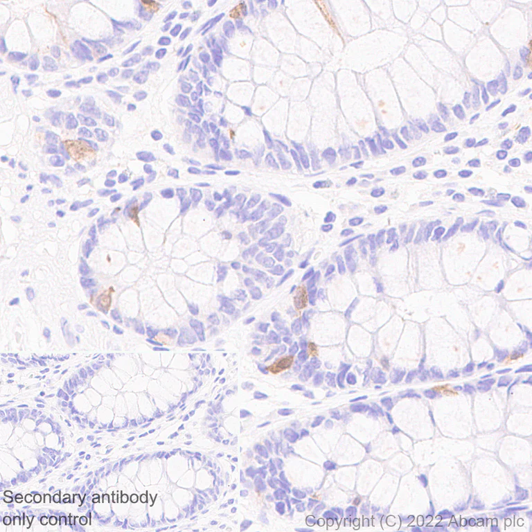 Immunohistochemistry (Formalin/PFA-fixed paraffin-embedded sections) - Anti-GCH1 antibody [EPR27331-30] - BSA and Azide free (AB307508)