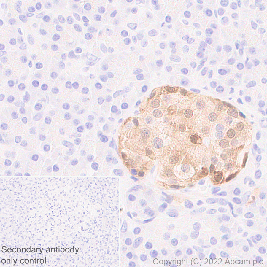 Immunohistochemistry (Formalin/PFA-fixed paraffin-embedded sections) - Anti-GCH1 antibody [EPR27331-30] - BSA and Azide free (ab307508), expandable thumbnail