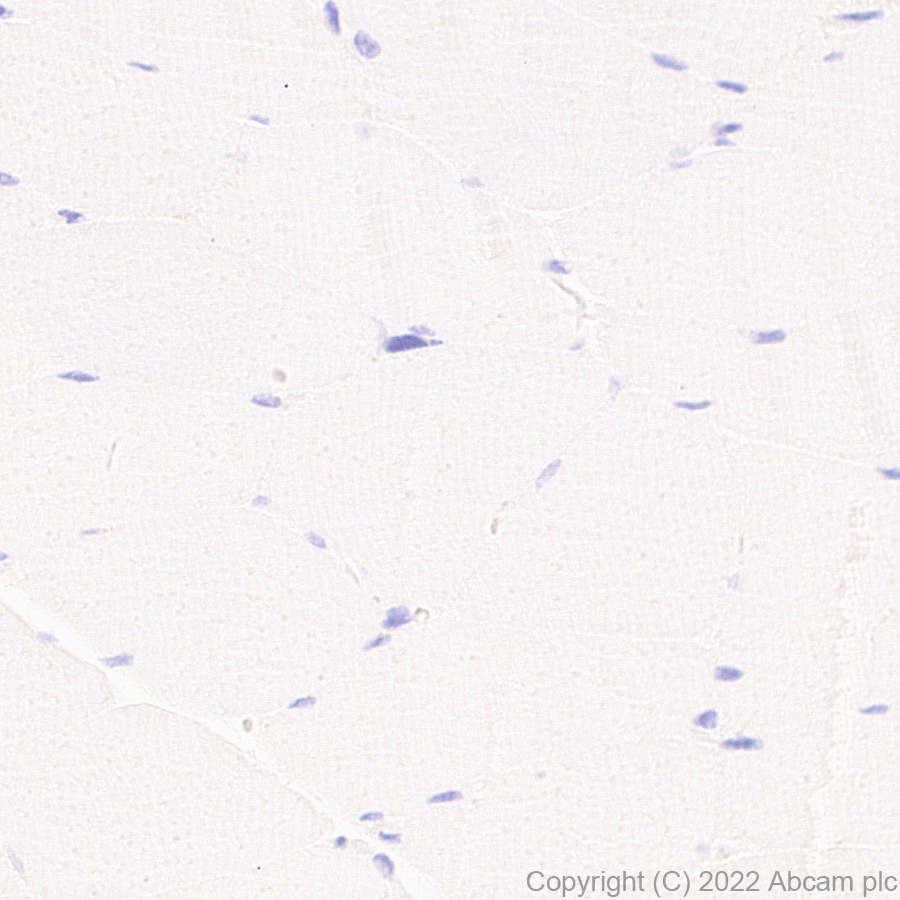 Immunohistochemistry (Formalin/PFA-fixed paraffin-embedded sections) - Anti-GCH1 antibody [EPR27331-30] - BSA and Azide free (ab307508), expandable thumbnail