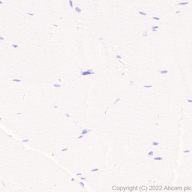 Immunohistochemistry (Formalin/PFA-fixed paraffin-embedded sections) - Anti-GCH1 antibody [EPR27331-30] - BSA and Azide free (AB307508)