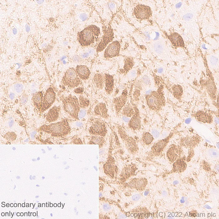 Immunohistochemistry (Formalin/PFA-fixed paraffin-embedded sections) - Anti-GCH1 antibody [EPR27331-30] - BSA and Azide free (AB307508)
