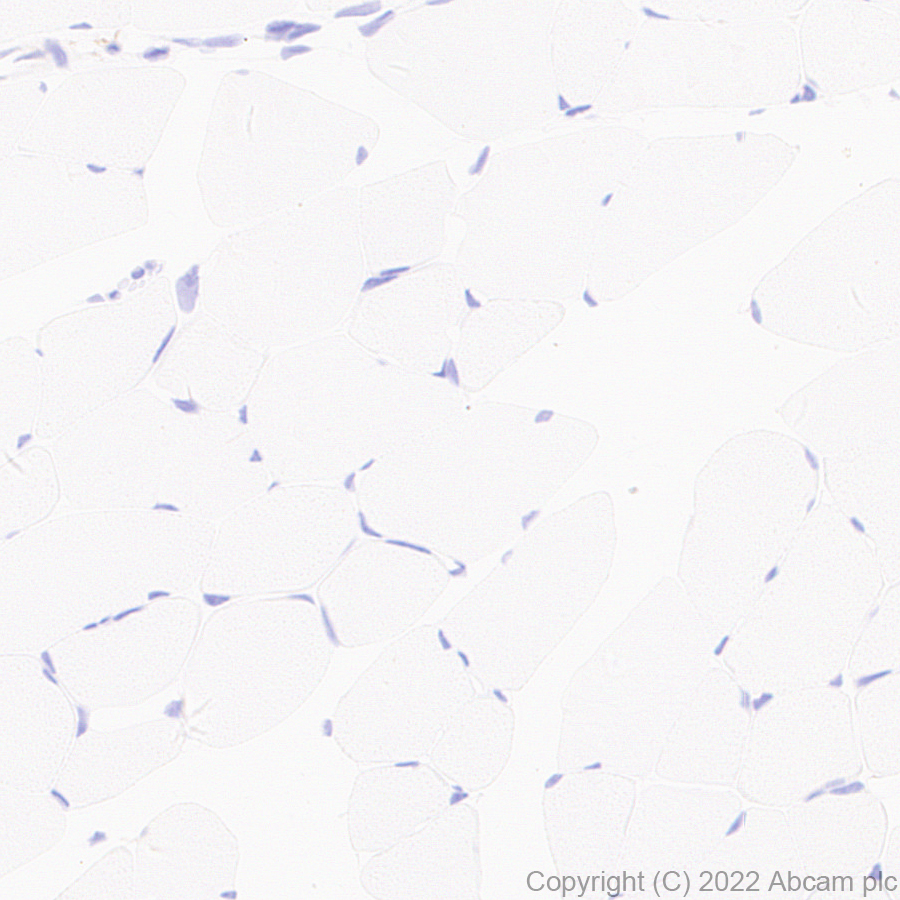Immunohistochemistry (Formalin/PFA-fixed paraffin-embedded sections) - Anti-GCH1 antibody [EPR27331-30] - BSA and Azide free (AB307508), expandable thumbnail