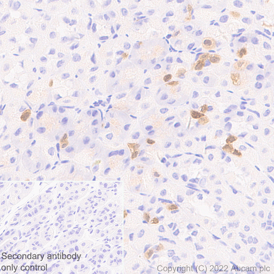 Immunohistochemistry (Formalin/PFA-fixed paraffin-embedded sections) - Anti-GCH1 antibody [EPR27331-30] - BSA and Azide free (ab307508), expandable thumbnail