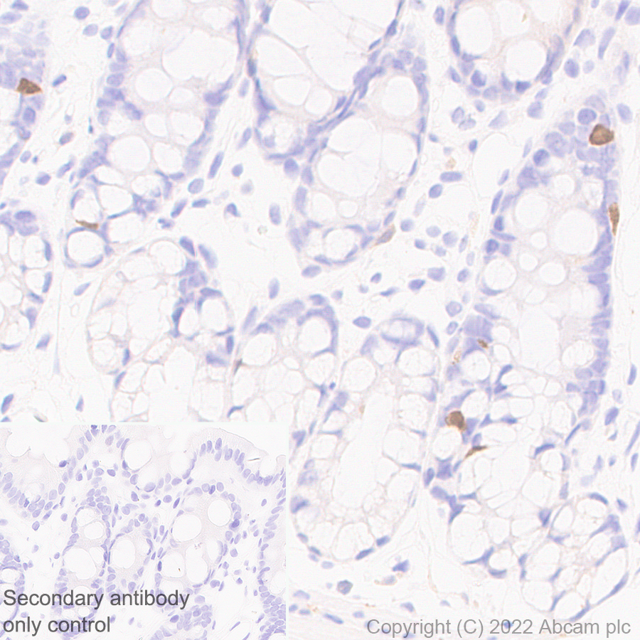 Immunohistochemistry (Formalin/PFA-fixed paraffin-embedded sections) - Anti-GCH1 antibody [EPR27331-30] - BSA and Azide free (ab307508), expandable thumbnail
