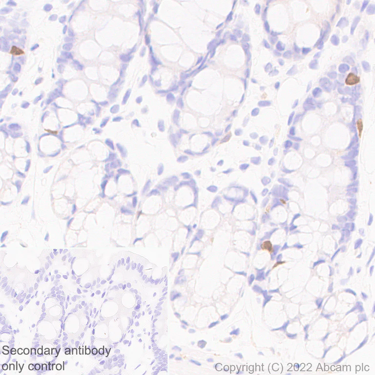 Immunohistochemistry (Formalin/PFA-fixed paraffin-embedded sections) - Anti-GCH1 antibody [EPR27331-30] - BSA and Azide free (AB307508)