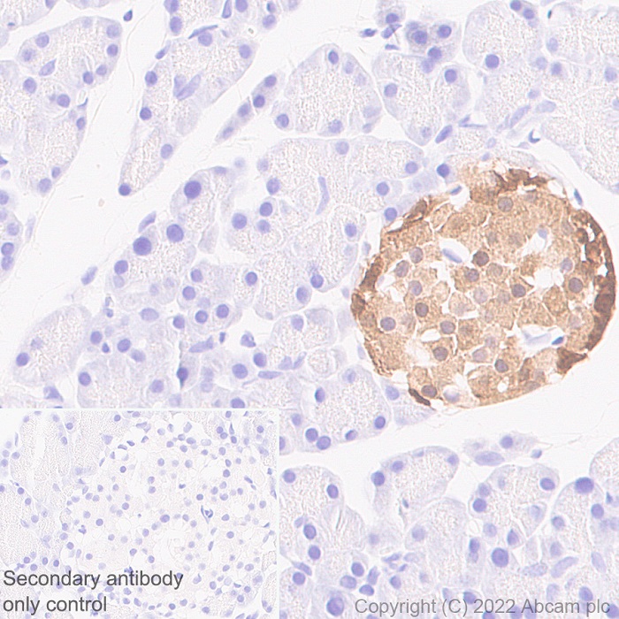 Immunohistochemistry (Formalin/PFA-fixed paraffin-embedded sections) - Anti-GCH1 antibody [EPR27331-30] - BSA and Azide free (ab307508), expandable thumbnail