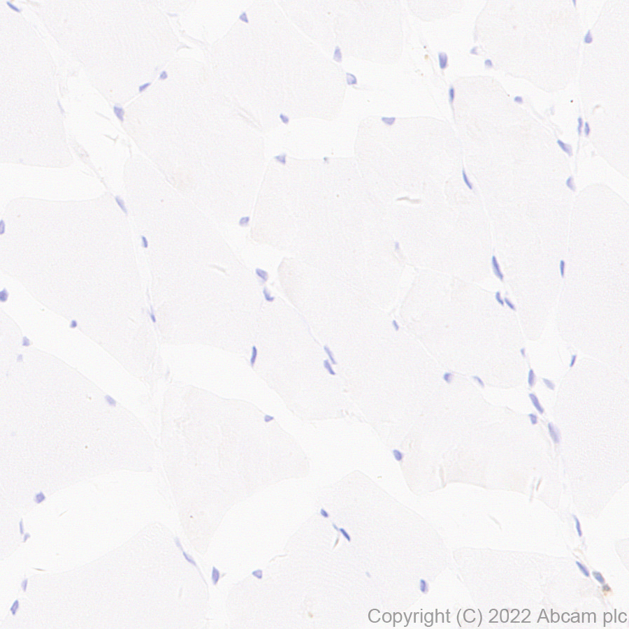 Immunohistochemistry (Formalin/PFA-fixed paraffin-embedded sections) - Anti-GCH1 antibody [EPR27331-30] - BSA and Azide free (AB307508), expandable thumbnail