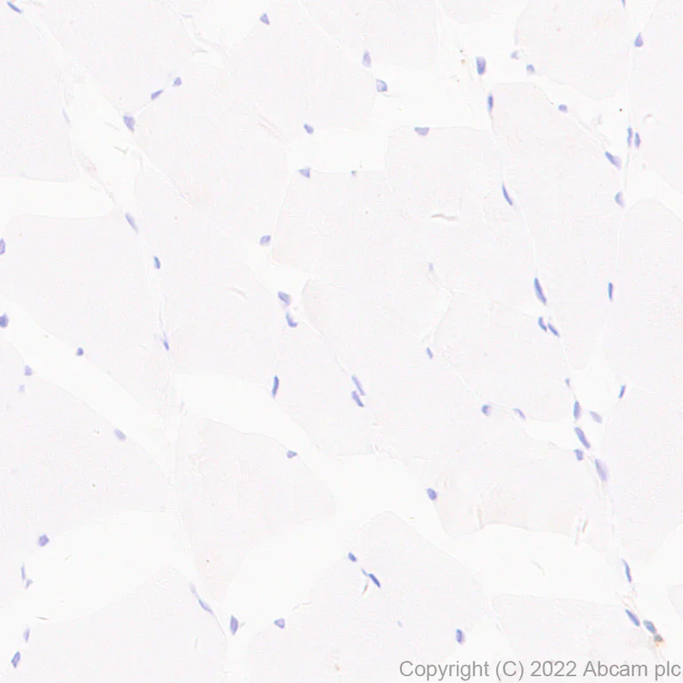 Immunohistochemistry (Formalin/PFA-fixed paraffin-embedded sections) - Anti-GCH1 antibody [EPR27331-30] - BSA and Azide free (AB307508)