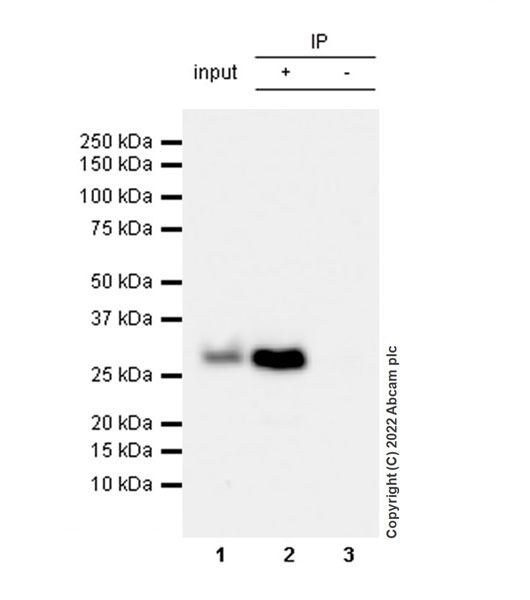 Immunoprecipitation - Anti-GCH1 antibody [EPR27331-30] - BSA and Azide free (AB307508), expandable thumbnail